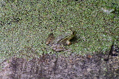 Lithobates montezumae