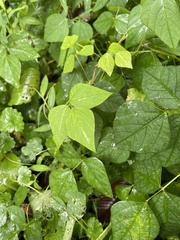 Amphicarpaea bracteata bracteata