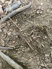 Camponotus pennsylvanicus