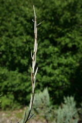 Erysimum cuspidatum