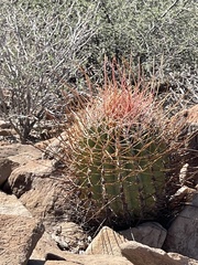 Ferocactus emoryi rectispinus