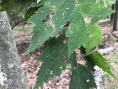 Acer rubrum