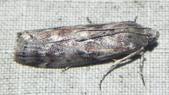 Sciota virgatella