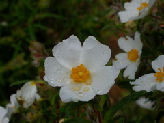 Cistus monspeliensis