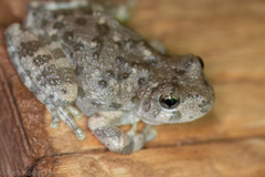 Hyla arenicolor