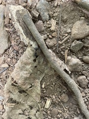 Camponotus pennsylvanicus