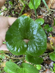 Asarum