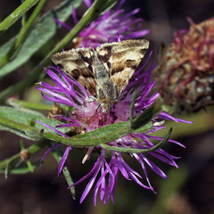 Heliothis ononis