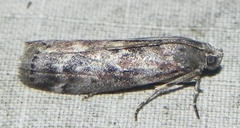 Sciota virgatella