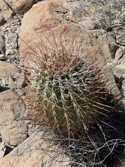 Ferocactus emoryi rectispinus