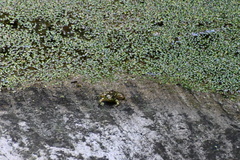 Lithobates montezumae