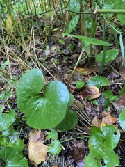 Asarum