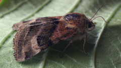 Heliothis ononis