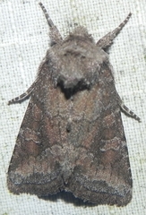 Lacinipolia meditata
