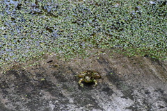 Lithobates montezumae