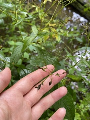 Cryptotaenia canadensis