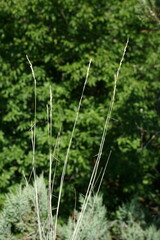 Poa sterilis