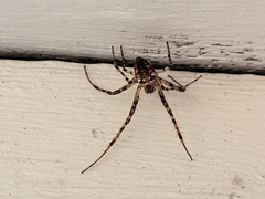 Metellina segmentata