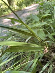 Diarrhena obovata