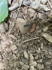 Camponotus pennsylvanicus