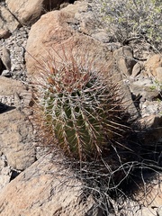 Ferocactus emoryi rectispinus