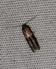 Blastobasis glandulella