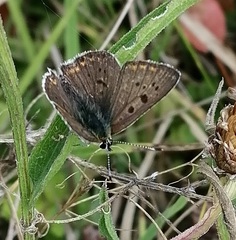 Lycaena tityrus