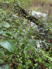 Cryptotaenia canadensis