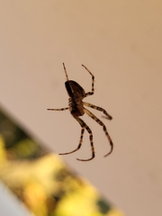 Metellina segmentata