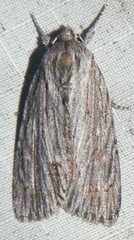 Acronicta lithospila