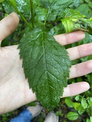 Cryptotaenia canadensis