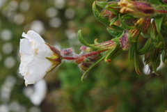 Cistus monspeliensis