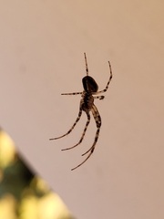 Metellina segmentata