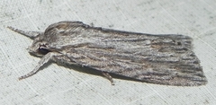 Acronicta lithospila