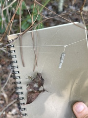 Mecynogea lemniscata