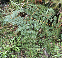 Pteridium