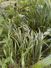 Diarrhena obovata
