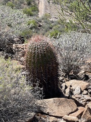 Ferocactus emoryi rectispinus
