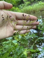 Cryptotaenia canadensis