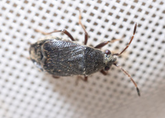 Stygnocoris rusticus
