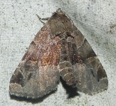 Niphonyx segregata