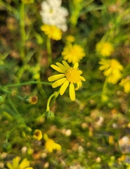 Senecio inaequidens