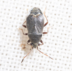 Stygnocoris rusticus