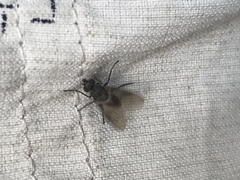 Symphoromyia