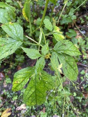 Cryptotaenia canadensis