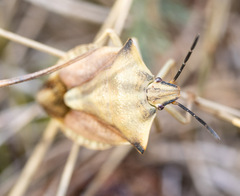 Carpocoris fuscispinus