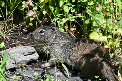 Otospermophilus variegatus