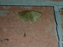 Lambdina fiscellaria