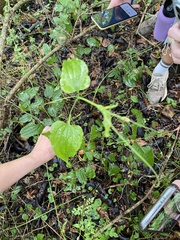 Smilax tamnoides