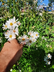 Symphyotrichum ericoides